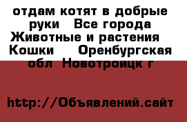 отдам котят в добрые руки - Все города Животные и растения » Кошки   . Оренбургская обл.,Новотроицк г.